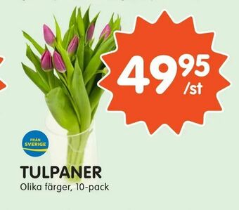 Tempo Tulpaner erbjuda