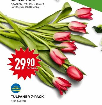 Willys Tulpaner 7-pack erbjuda