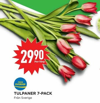 Willys Hemma Tulpaner 7-pack erbjuda
