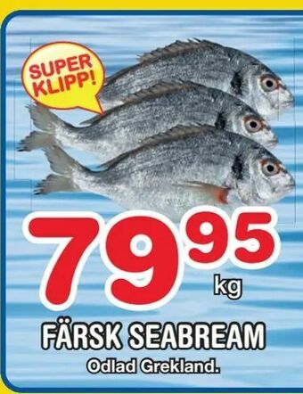 Nya Pulsen Färsk seabream erbjuda