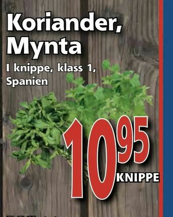 Supergrossen Koriander, Mynta erbjuda