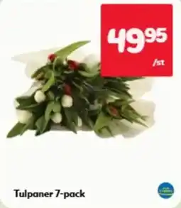 Hemköp Tulpaner 7-pack erbjuda