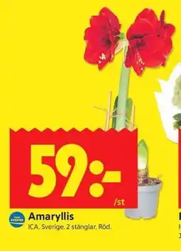 ICA Kvantum Amaryllis erbjuda
