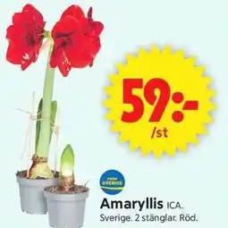 ICA Supermarket Amaryllis erbjuda