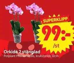 Nya Pulsen Orkidé 2 stänglad erbjuda