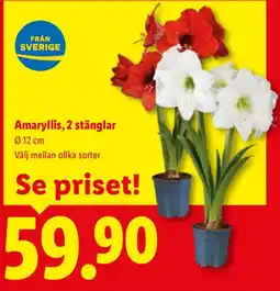 Lidl Amaryllis, 2 stänglar erbjuda