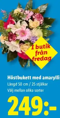Lidl Höstbukett med amaryllis erbjuda