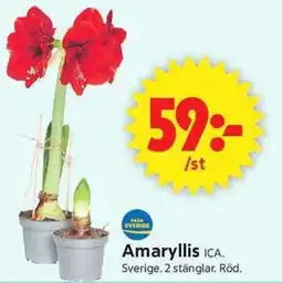 ICA Supermarket Ica Amaryllis erbjuda