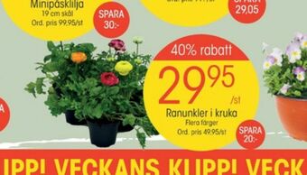 EKO Apotekarnes plantor erbjuda