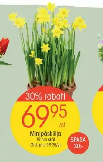 A+ plantor