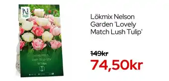 Lökmix Nelson Garden Lovely Match Lush Tulip
