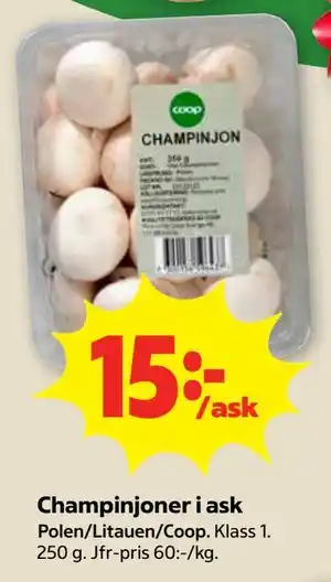 Champinjoner i ask