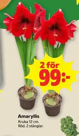 Stora Coop Amaryllis erbjuda