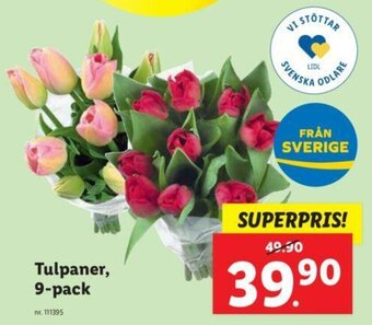 Lidl Tulpaner, 9-pack erbjuda