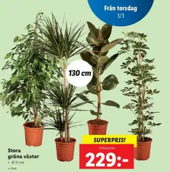 Lidl Stora Gröna Växter Ø 21 cm erbjuda
