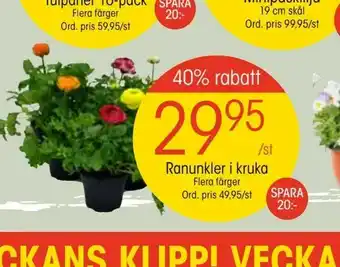 EKO Ranunkler i kruka erbjuda