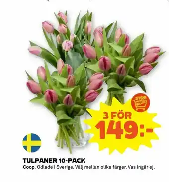Tulpaner 10-pack