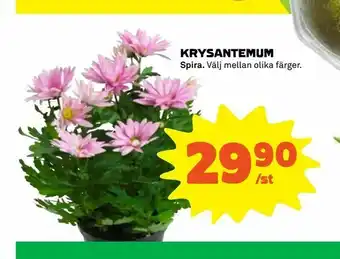 Krysantemum