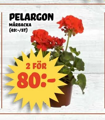 Nelins Pelargon erbjuda