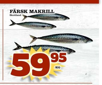 Matvärlden Tensta Färsk makrill erbjuda