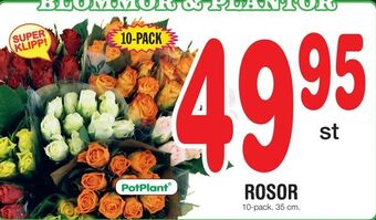 Nya Pulsen Rosor erbjuda