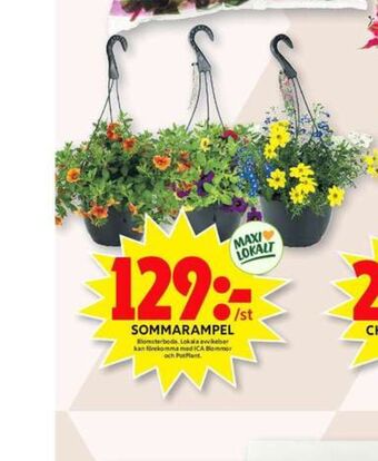 ICA Maxi Blomsterboda Plantor erbjuda