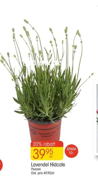 EKO Plantor erbjuda