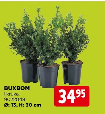 Jem&Fix Buxbom erbjuda