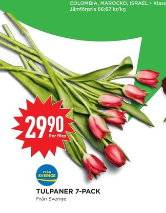 Willys Hemma Tulpaner 7-pack erbjuda