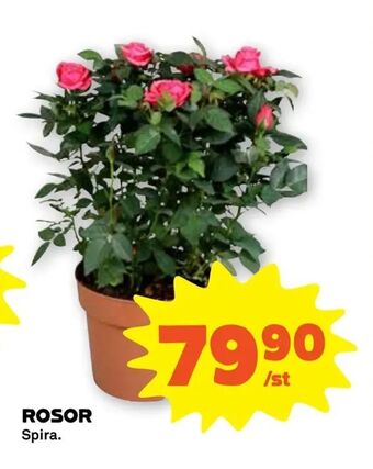 Rosor