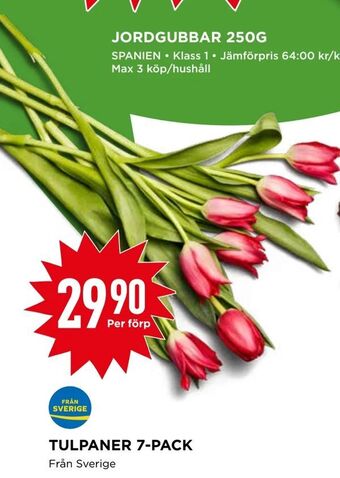 Willys Tulpaner 7-pack erbjuda