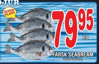 Nya Pulsen Färsk seabream erbjuda