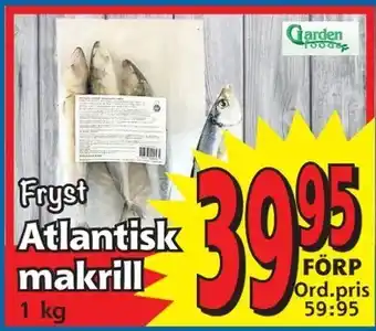 Supergrossen Atlantisk makrill erbjuda