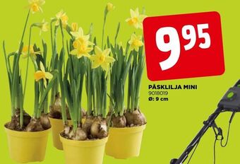 Jem&Fix Påsklilja mini erbjuda