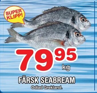 Nya Pulsen Färsk seabream erbjuda