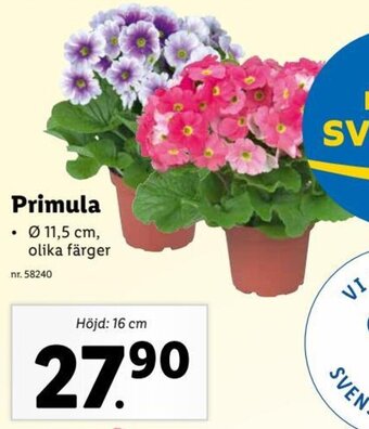 Lidl Primula erbjuda