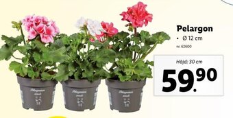 Lidl Pelargon erbjuda