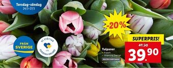 Lidl Tulpaner erbjuda