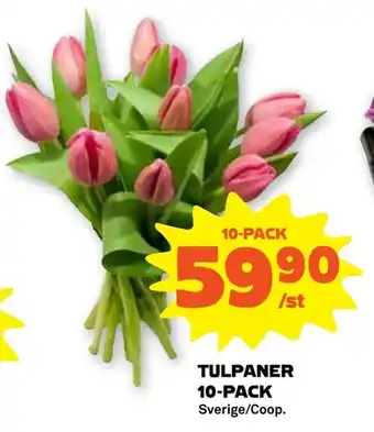 Tulpaner 10-pack