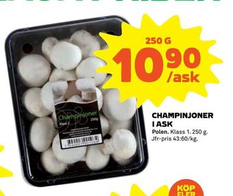 Champinjoner i ask