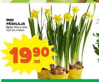 Mini påsklilja