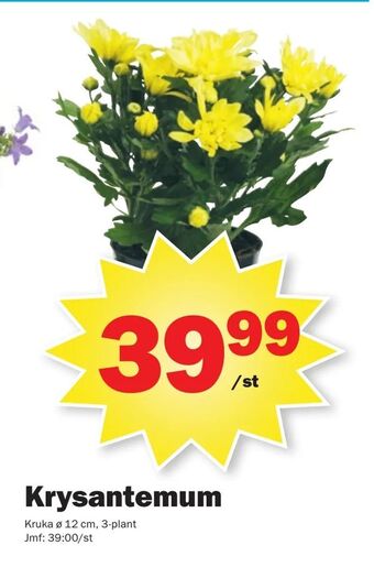 Pekås Krysantemum erbjuda