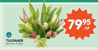Tempo Tulpaner erbjuda