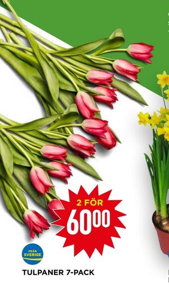 Willys Tulpaner 7-pack erbjuda