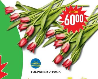 Willys Hemma Tulpaner 7-pack erbjuda