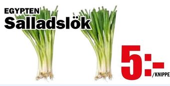 Matdax Salladslök erbjuda