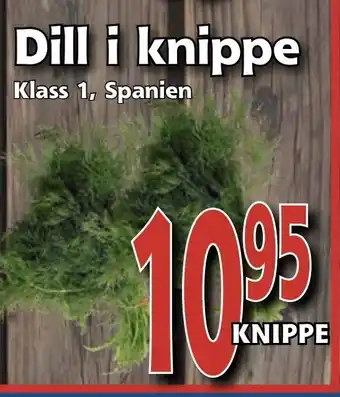 Dill i knippe