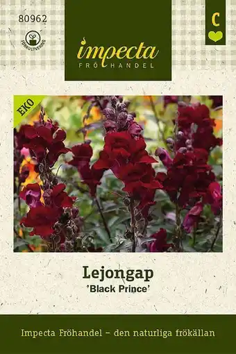 Blomsterlandet Lejongap 'black prince' erbjuda