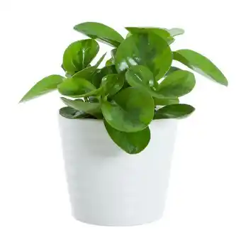 Fredsgrönska 'lime'