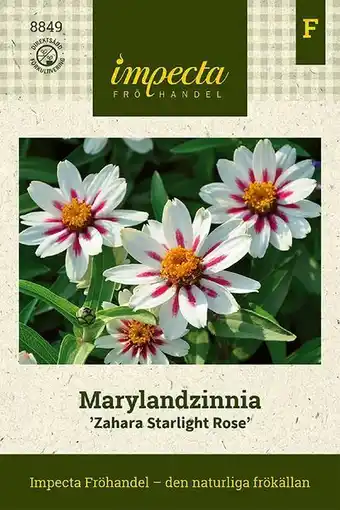 Blomsterlandet Marylandzinnia 'zahara starlight rose' erbjuda